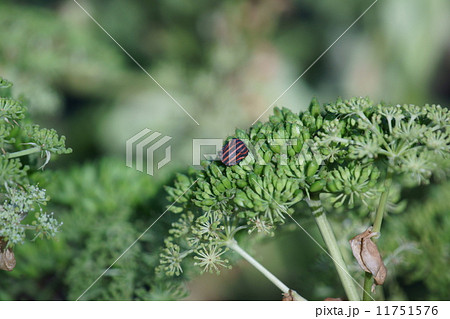 赤条亀虫　明日葉の実にアカスジカメムシ 11751576