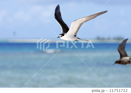 南国の鳥 79 南国の鳥 79 11751722