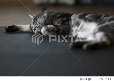 眠り猫 4 眠り猫 4 11751744