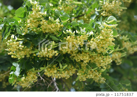 Limeflowers 11751837