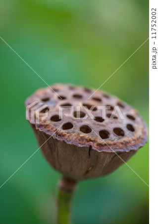 ハスの果托 11752002