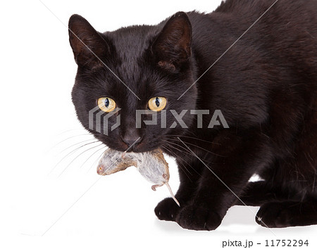 Black cat with his prey, a dead mouse 11752294