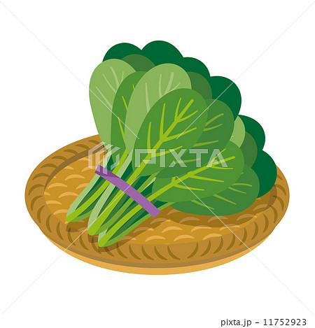 小松菜 食材 シリーズ のイラスト素材