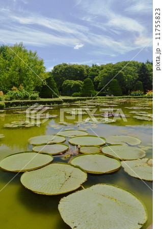 オニバス 11755823