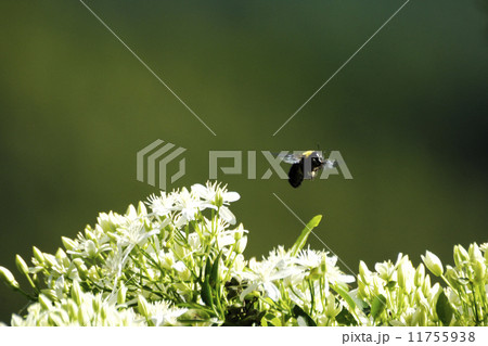 くまばち 11755938