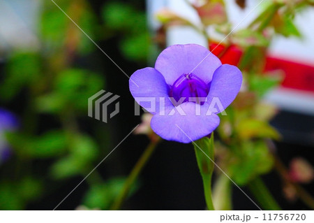 絶滅危惧植物 ツルウリクサ (絶滅危惧IA類(CR)) 絶滅危惧植物 ツルウリクサ (絶滅危惧IA類(CR)) 11756720