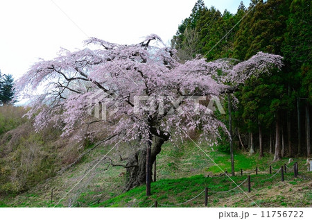 岩倉桜 11756722