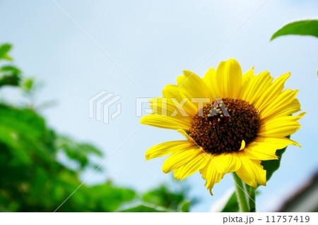 ひまわり 11757419