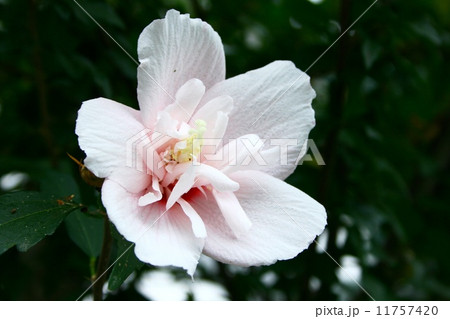 スイフヨウ 11757420