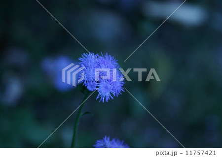 青い花 11757421