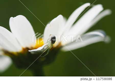 Spider on daisy petals Spider on daisy petals 11758086