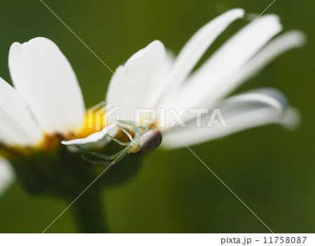 Spider on daisy petals Spider on daisy petals 11758087