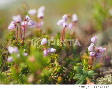 Phyllodoce flower Phyllodoce flower 11758132