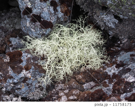 lichen on the rocks 11758175