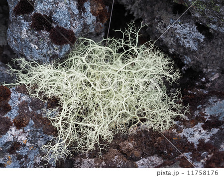 lichen on the rocks 11758176