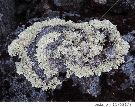 lichen on the rocks 11758178
