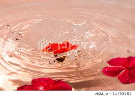 高速速度で撮影した水面に落ちる花の写真素材