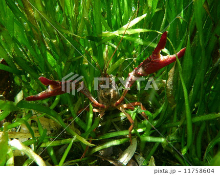 威嚇するザリガニ 威嚇するザリガニ 11758604