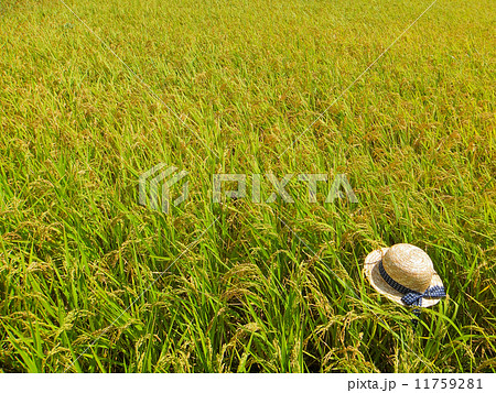 夏の終わり(稲穂と麦わら帽子)3 夏の終わり(稲穂と麦わら帽子)3 11759281
