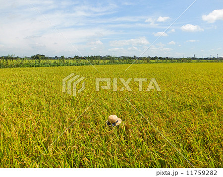 夏の終わり(稲穂と麦わら帽子)4 夏の終わり(稲穂と麦わら帽子)4 11759282