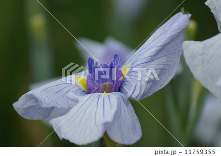 花菖蒲　小笹川　こざさがわ 11759355