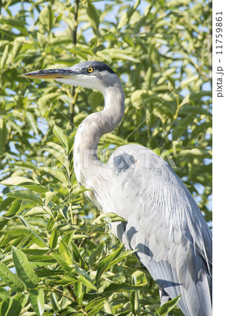 オオアオサギ 11759861