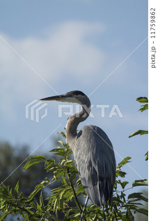 オオアオサギ 11759862