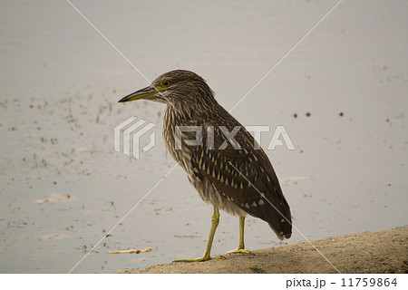 オオアオサギの幼鳥 11759864