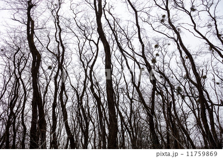 Silhouettes of bare trees with mistletoes 11759869