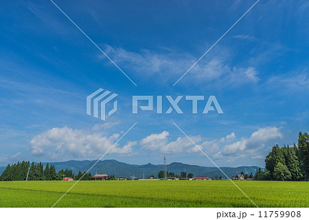 津南町の田園風景 11759908