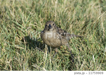 サンショクハゴロモガラスのメス 11759909