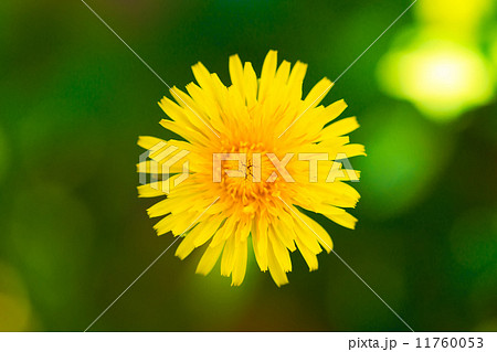 dandelion dandelion 11760053