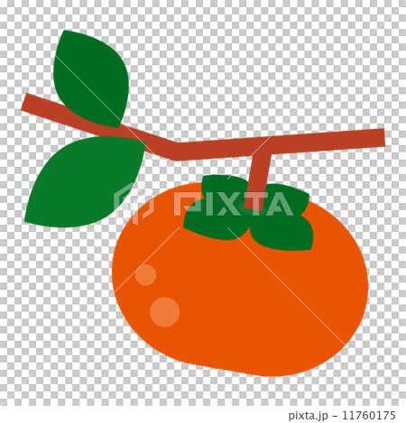 persimmon persimmon 11760175