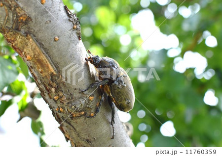 かぶとむし 11760359