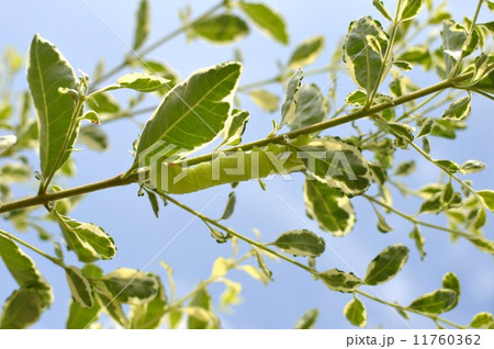 あおむし あおむし 11760362