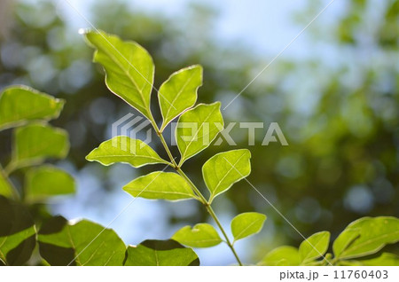 シマトネリコの葉 11760403