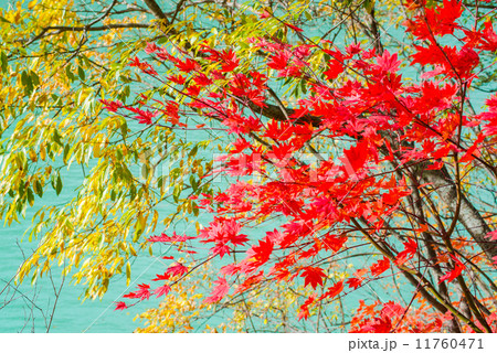 高瀬渓谷の紅葉 高瀬渓谷の紅葉 11760471