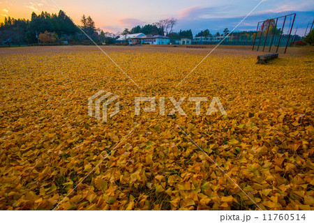 銀杏の落葉 11760514