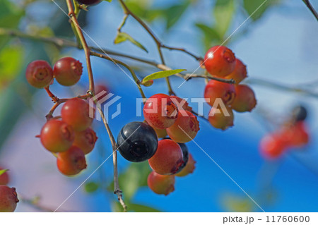 ブルーベリー 11760600