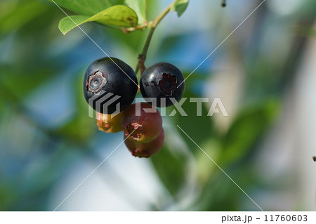 ブルーベリー ブルーベリー 11760603