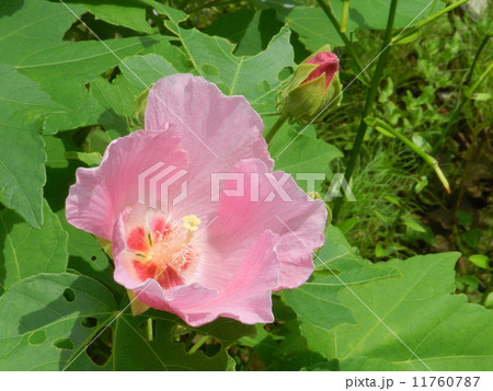 フヨウ(芙蓉) フヨウ(芙蓉) 11760787