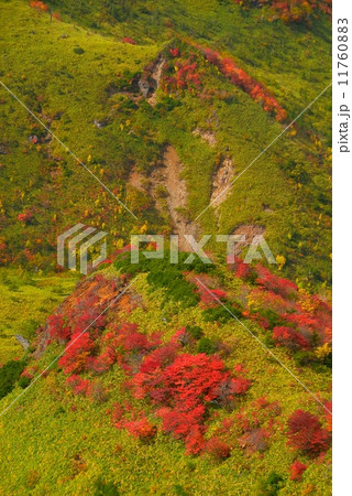 毛無峠の紅葉 11760883