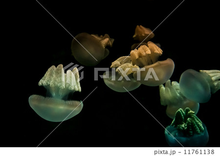 Blue sea jelly - 601 11761138