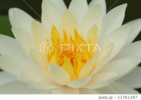 close up of white lotus close up of white lotus 11761397
