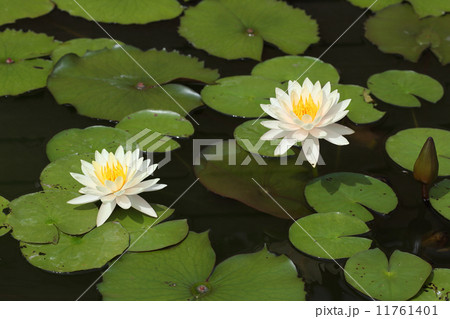 white lotus 11761401