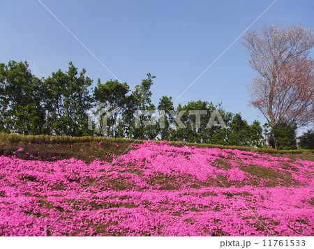 芝桜 芝桜 11761533
