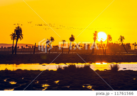 Palm trees in Rocha, popular tourist place in Uruguay 11761566
