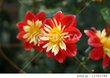 ダリア 奈奈 ナナ (コラレット) ダリア 奈奈 ナナ (コラレット) 11761789