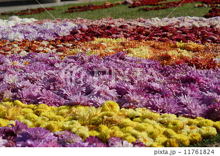 ダリアの花の絨毯の写真素材