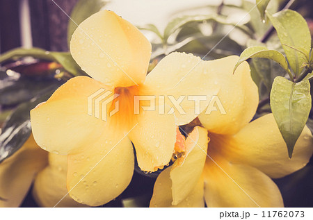 Golden Trumpet flower or Allamanda cathartica 11762073